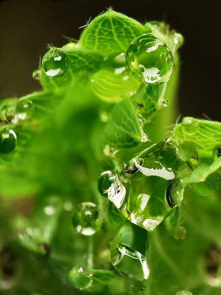 gouttes de pluie-04.jpg